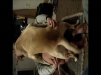 Masked dude with a big cock is having intercourse with his dog